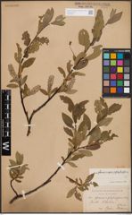 Foto von Salix glauca L. x Salix nigricans Sm. x Salix phylicifolia L.